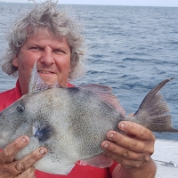 Salcombe Small Boat Festival organiser, Mike Spiller, with a trigger fish of 2lb 6oz caught from Beer in Devon. He was fishing for bream with squid when the fish took his bait. 