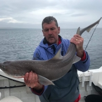 Richard Darville boated this 19lb smoothound caught on, MOGSAF winning boat Solway Venture while fishing on the Mull of Galloway