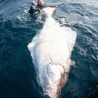 16 Another monster halibut weighing 385lb halibut caught on the Lofoten Islands