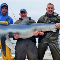 18 A 168lb blue shark caught by Ellis Brazier on Obsession Charters out of Brixham