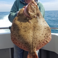 Turbot novice John Bryant boated this 22lb monster fish on board Steve Green’s Proteus from Brighton (a boat record). First, he thought he’d hooked the bottom then they all thought he had a big ray. He was using 25lbs braid, 10 oz of lead on a running boom with a 5-foot flouro-carbon trace and 6/0 Cox and Rawle Surf/Uptide hooks. 
