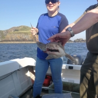 5 Kristy Wilson with a 12lb bull huss on her 20ft Warrior launched from Brighouse Bay in Dumfries and Galloway. It was her first time out on the boat