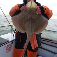 12lb 1oz small eyed ray caught on Tempus Fugit by an angler called Mike RS