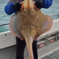Darryl Morrell with a 29lb 8oz blonde ray also on Silver Spray II