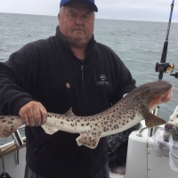 10 Paul Ackerman on Don Sewell boat No Mor Worries caught this fine Bull Huss at 12lb in weight at Foreland Ledgers North Somerset bait used was a bluey