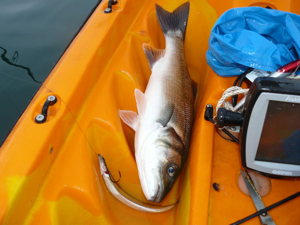 How to make a very successful live baiting marlin rig. 